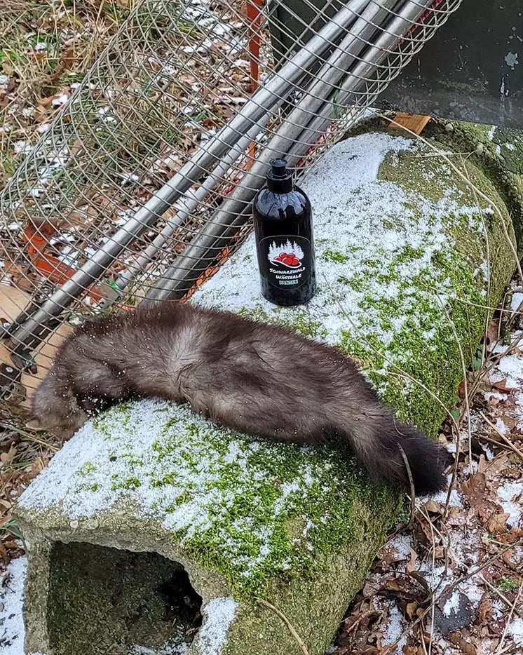 Rumen attractant - wild boar and predators